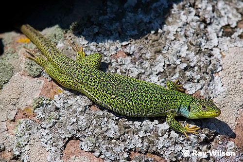 Balkan green lizard Balkan Green Lizard Lacerta trilineata