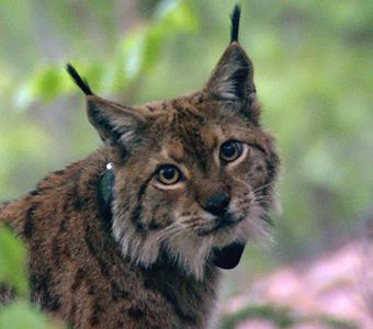 Balkan lynx Bern Convention Committee to decide fate of Balkan lynx and Boskov