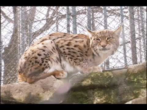 Balkan lynx Aleksander Trajce Balkan lynx conservation YouTube