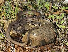 Balkan whip snake httpsuploadwikimediaorgwikipediacommonsthu
