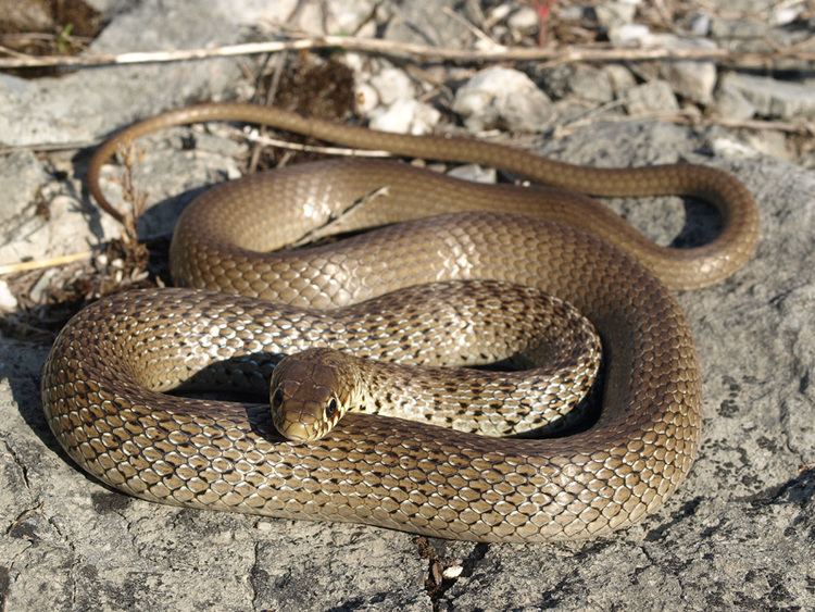 Balkan whip snake Hierophis gemonensis syn Coluber gemonensis Balkan Whip Snake
