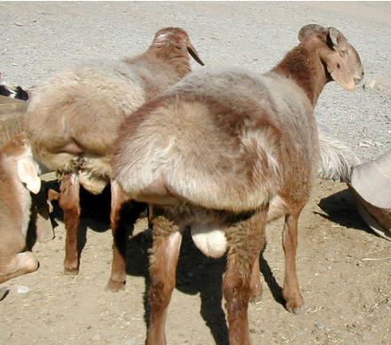 Balkhi sheep wwwbreedslistcomwpcontentuploads201608Balk