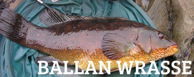 Ballan wrasse Fishing In Ireland Angling Ireland Salt Water Fish Wrasse Ballan