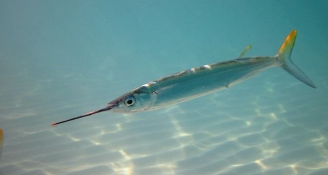 Ballyhoo Ballyhoo Halfbeak Hemiramphus brasiliensis information photos