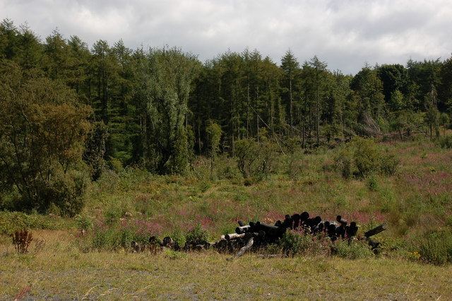 Ballysallagh Forest