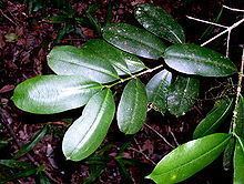 Baloghia inophylla httpsuploadwikimediaorgwikipediacommonsthu