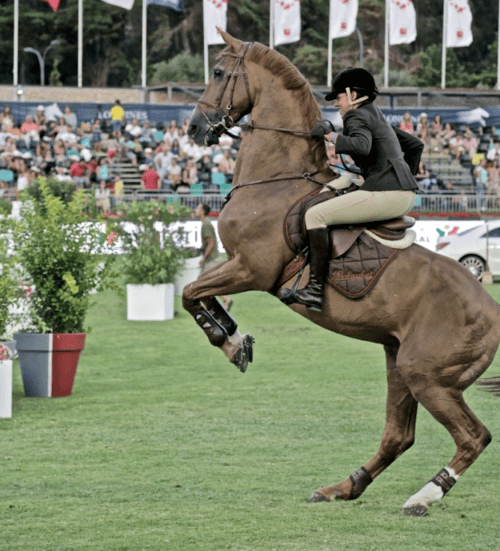 Baloubet du Rouet equine horses hunters charmingtorri show jumpers baloubet du rouet