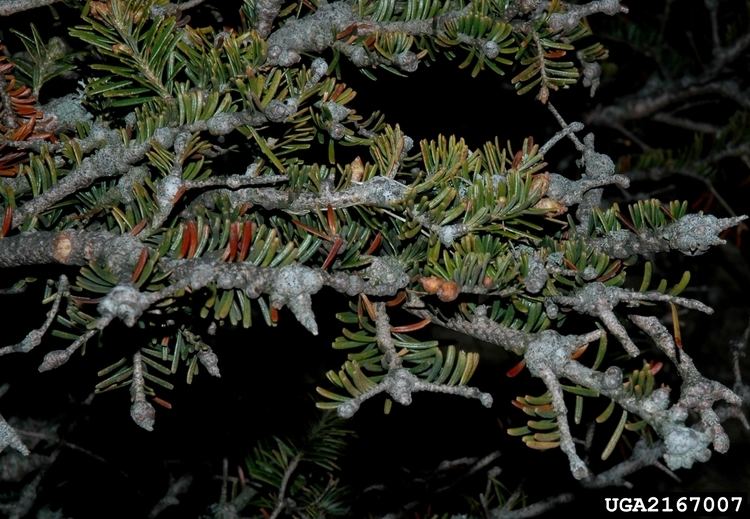 Balsam woolly adelgid Forest Pest Insects in North America a Photographic Guide
