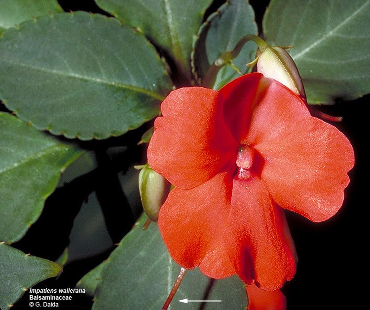 Balsaminaceae Flowering Plant Families UH Botany