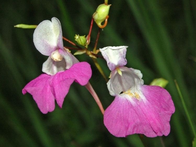 Balsaminaceae Netkavkovit Wikipedie