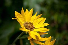 Balsamorhiza deltoidea wwwpfaforgAdminPlantImagesBalsamorhizaDeltoid