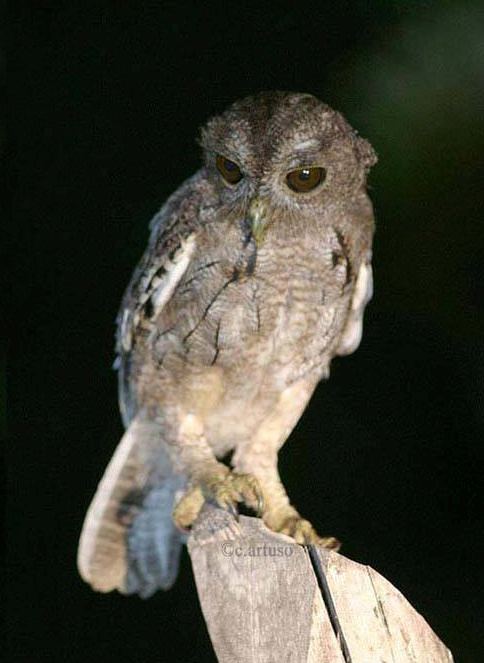 Balsas screech owl Balsas Screech Owl Megascops seductus Information Pictures