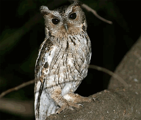 Balsas screech owl Balsas Screech Owl Megascops seductus All Owls of the world online