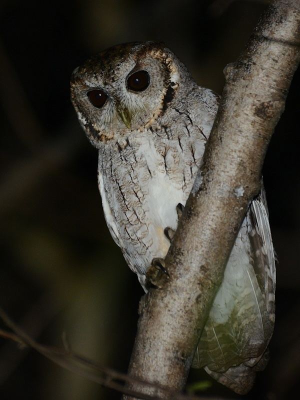 Balsas screech owl Balsas Screech Owl Megascops seductus Information Pictures