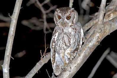 Balsas screech owl Mexico Western Birding Tour Report by BirdQuest