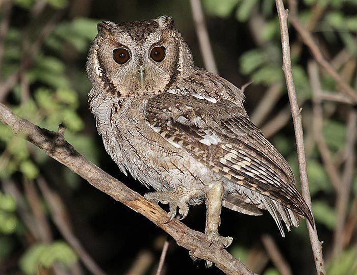 Balsas screech owl Surfbirds Online Photo Gallery Search Results