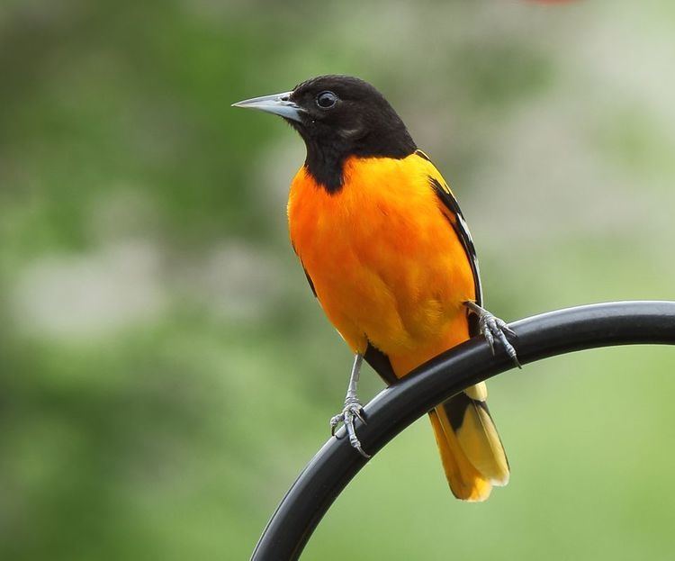 Baltimore oriole Baltimore Orioles Baltimore Oriole Pictures Baltimore Oriole Facts