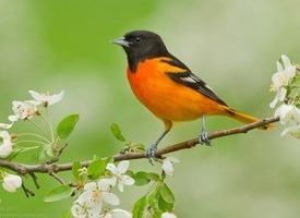 Baltimore oriole Baltimore Oriole Identification All About Birds Cornell Lab of