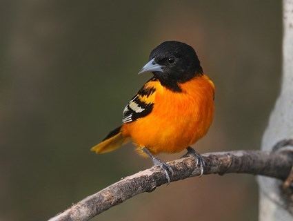 Baltimore oriole Baltimore Oriole Identification All About Birds Cornell Lab of