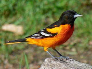 Baltimore oriole About Baltimore Orioles