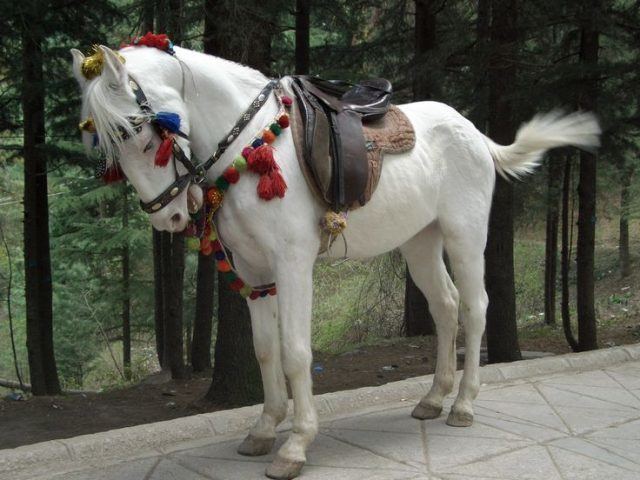 Baluchi horse Baluchi horse PetMapz