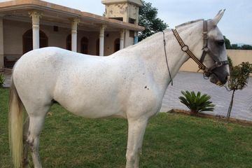 Baluchi horse Baluchi Horse Origin History Pictures Horse Breeds Information