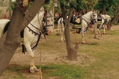 Baluchi horse wwwhorsebreedspicturescomwpcontentuploads201