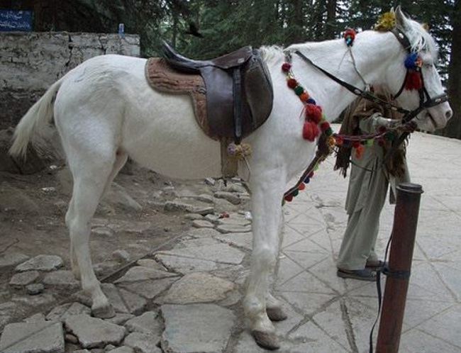 Baluchi horse All Paedia Baluchi Horse