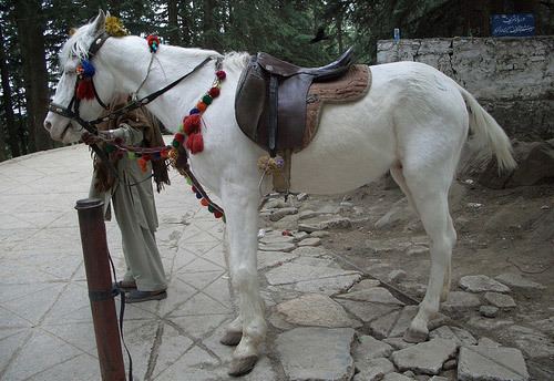 Baluchi horse Baluchi Horse