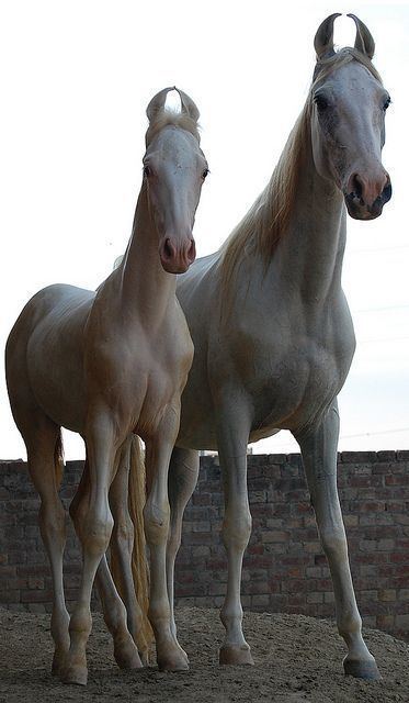 Baluchi horse They39re called Baluchi horses Originated in Pakistan Still Horse