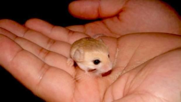 Baluchistan pygmy jerboa Baluchistan Pygmy Jerboa tiny but adorable Stuffconz