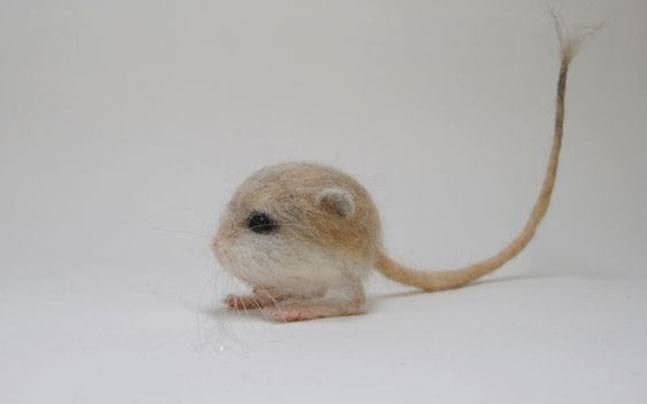 Baluchistan pygmy jerboa Meet Baluchistan Pygmy Jerboa the only rodent you will find cute
