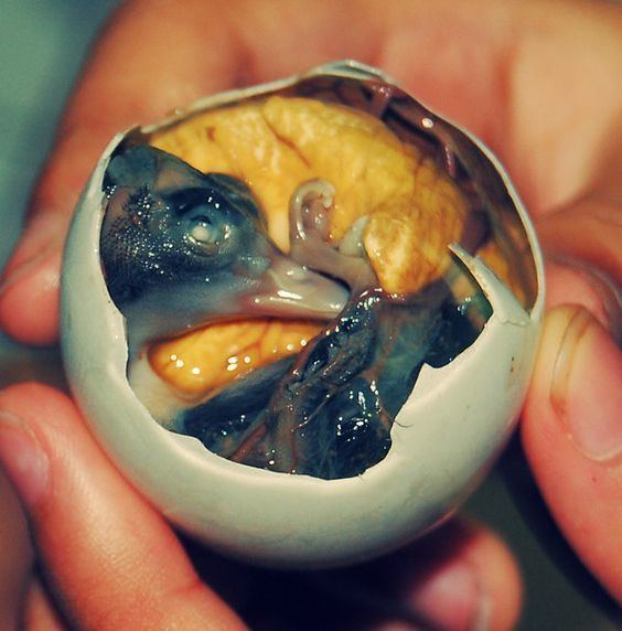 Balut (food) The Five Craziest Dishes Of The World Philippines Ducks and The five