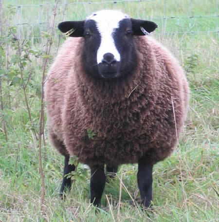 Balwen Welsh Mountain sheep wwwsouthyeofarmcouksheepimagesbalwenewelam