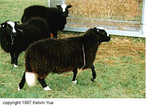 Balwen Welsh Mountain sheep Breeds of Livestock Balwen Welsh Mountain Sheep Breeds of