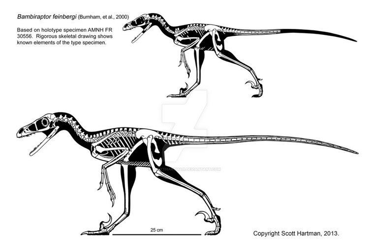 Bambiraptor Bambiraptor Facts and Pictures
