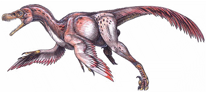 Bambiraptor Bambiraptor feinbergorum feathered dinosaur