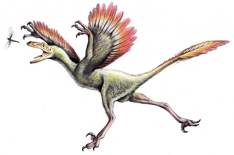 Bambiraptor Bambiraptor Pictures amp Facts The Dinosaur Database