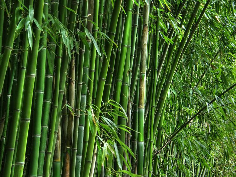 Bamboo wwwbambooterihousecomfiles201408bigstockGre