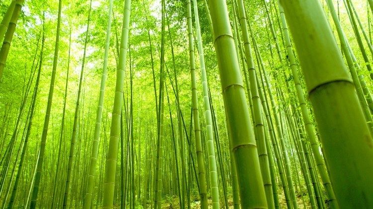 Bamboo The Beauty of Bamboo