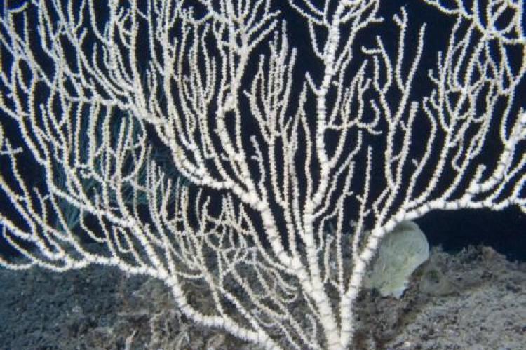 Bamboo coral New species of bamboo coral identified XRay Mag