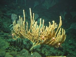Bamboo coral Bamboo coral CreationWiki the encyclopedia of creation science