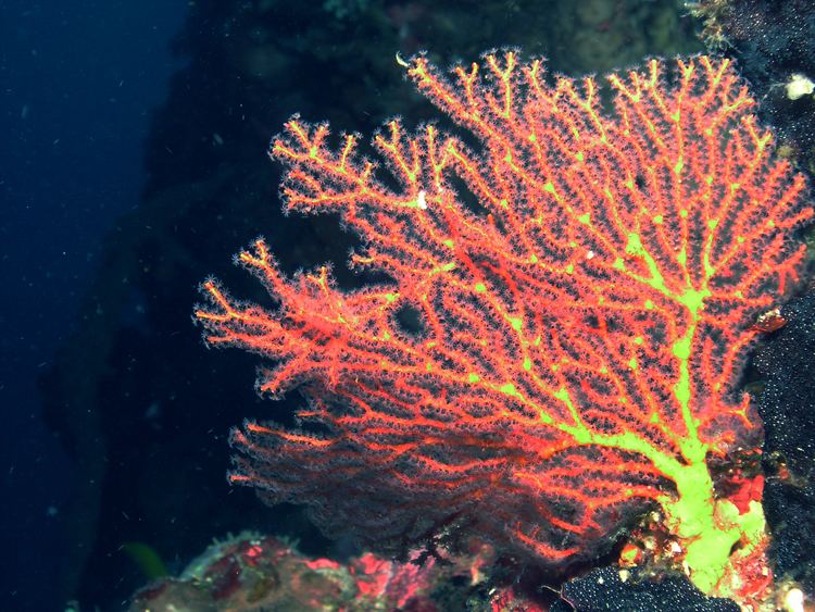 Bamboo coral FileBamboo Coral Bunaken Islandjpg Wikimedia Commons