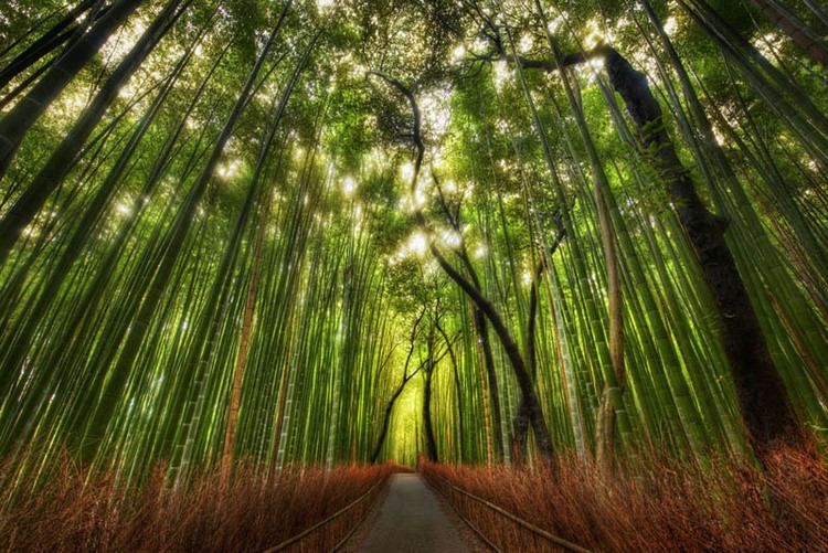 Bamboo Forest (Kyoto, Japan) The Famous Bamboo Forest of Sagano TwistedSifter