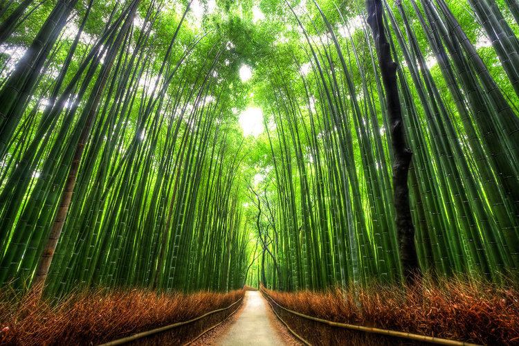 Bamboo Forest (Kyoto, Japan) Bamboo Forest Kyoto by Kaboose18 on DeviantArt