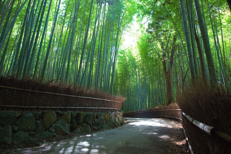 Bamboo Forest (Kyoto, Japan) Sagano Bamboo Forest Forest in Kyoto Thousand Wonders