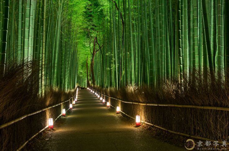 Bamboo Forest (Kyoto, Japan) The Most Beautiful Forest You Will Ever See Kyoto Bamboo Forest In