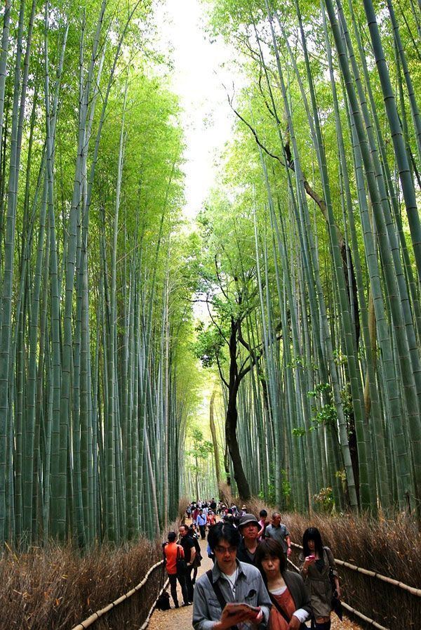 Bamboo Forest (Kyoto, Japan) httpslandarchscomwpcontentuploads2015048