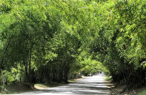 Bamboo, Jamaica httpssmediacacheak0pinimgcomoriginals23