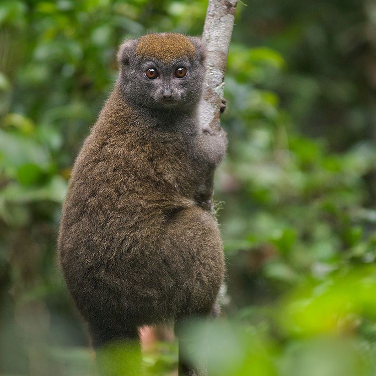 Bamboo lemur Eastern Grey Bamboo Lemur Sean Crane Photography